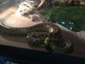 zoo1