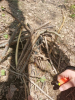 šotor10