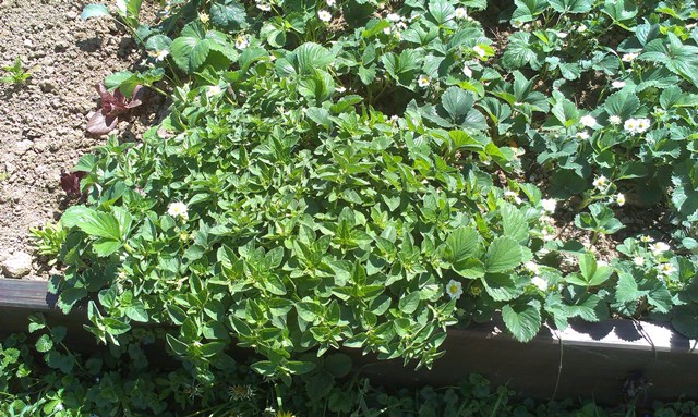 origano